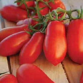 Ten Fingers of Naples, Tomato Seeds